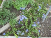 Gentiana septemfida var. lagodechiana rockery gentian