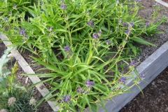 Gentiana asclepiadaea in bud