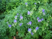 Geranium himalyense blue geranium