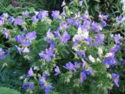 Geranium himalyense blue geranium