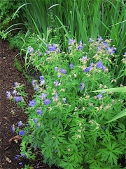 Geranium himalyense blue geranium