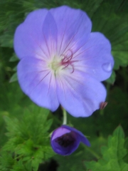 Geranium hybrid 'Rozanne' closeup
