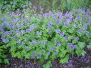 Geranium playtpetalum in full bloom