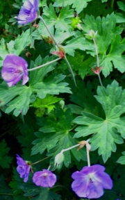 Geranium, 'Rozanne' closeup of leaves