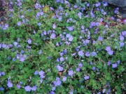Geranium playtpetalum in full bloom