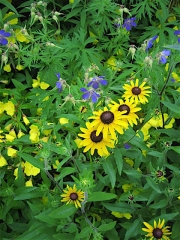 Oenothera, Rudbeckia, Geranium