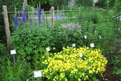 garden vignette, Delphinium, Rudbeckia, Geranium