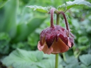 Geum rivale as viewed from above
