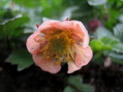 Geum rivale as viewed from underneath