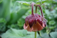 Geum rivale as viewed from above