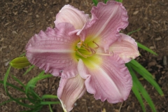 Hemerocallis 'Glorious Temptation'