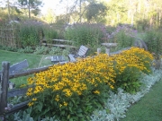 Rudbeckia 'Goldsturm' along fence