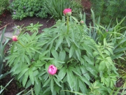 peony just beginning