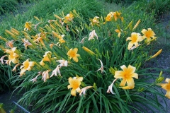 Hemerocallis 'Golden Gate'