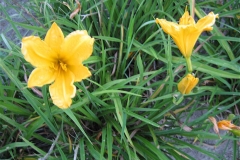 Hemerocallis 'Golden Gift'