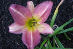Hemerocallis 'Green Canyons'