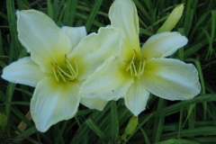 Hemerocallis 'Green Ice'