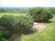 Mugho pines before pruning