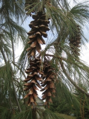 closeup, weeping white pine