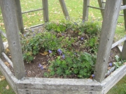 planted sandbox