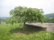 weeping crabapple after pruning