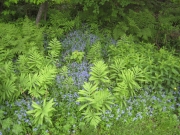 wild area, ferns & forget me nots