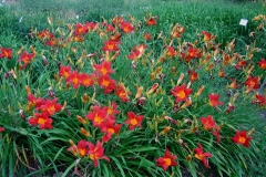 Hemerocallis 'Gusto' en masse