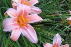 Hemerocallis 'Halls Pink' closeup