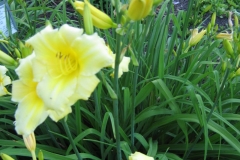 Hemerocallis 'Happy Returns'