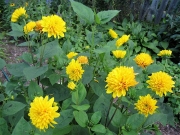 Helianthus x multiflorus 'Flore Pleno' dahlia-flowered perennial sunflower