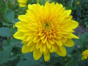 Helianthus x multiflorus 'Flore Pleno' dahlia-flowered perennial sunflower closeup