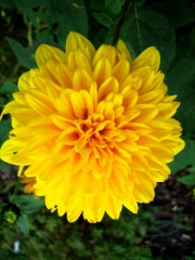 Helianthus x multiflorus 'Flore Pleno' closeup
