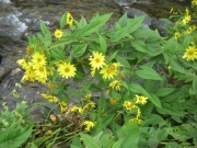 Helianthus hybrid 'Lemon Queen' tallest perennial sunflower