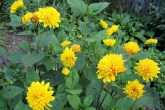 Helianthus x multiflorus 'Flore Pleno' dahlia-flowered perennial sunflower