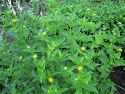Heliopsis helianthoides 'Summer Sun' in bud