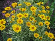 variegated Helopsis 'Loraine Sunshine'