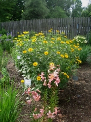 lilies & Heliopsis