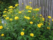 Heliopsis