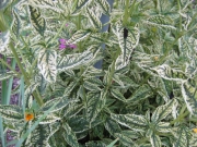 variegated Helopsis 'Loraine Sunshine'