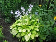 Hosta and Heliopsis