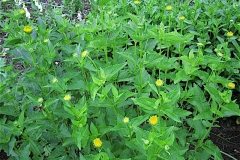 Heliopsis helianthoides 'Summer Sun' in bud