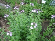 Hesperis matronalis