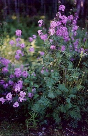 Hesperis & Valerian