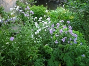 Hesperis grouping