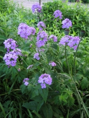 Hesperis matronalis