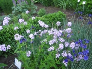 Hesperis matronalis