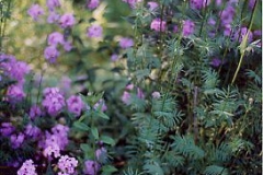 Hesperis & Valerian