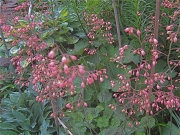 Heuchera coralbells