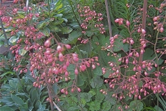 Heuchera coralbells