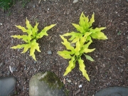 Hosta Celebrity